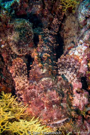 Can you see a fish on this picture?

Scorpaenidae (also... by Igor Tarasevich 