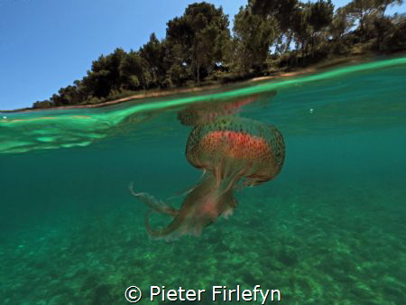 jellyfish by Pieter Firlefyn 