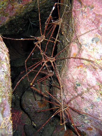 CRAB PYRAMID. The Photograph was easy, it was the crab tr... by Brian Mayes 
