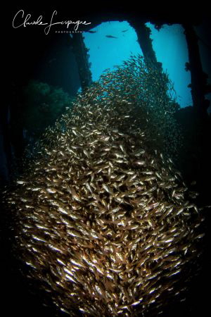 Wreck of Gubal Shagir ! by Claude Lespagne 