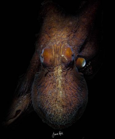 As loud as a whisper. Day Ocotopus /  Octopus Cyanea. Red... by Jamie Hall 