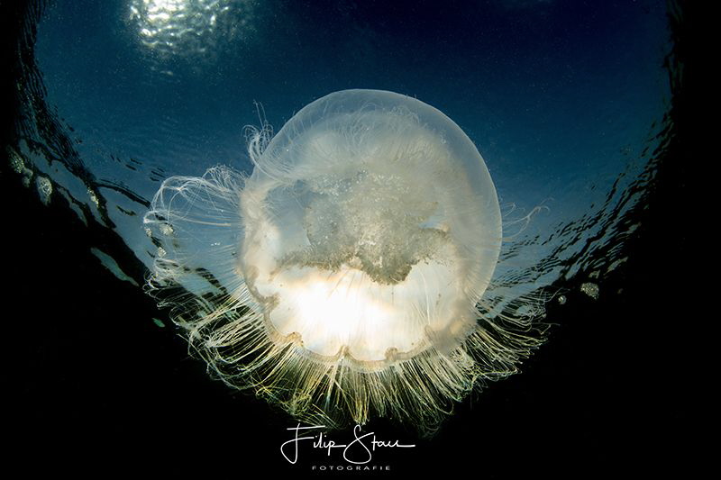 Common jellyfish (Aurelia aurita), Zeeland, The Netherlands. by Filip Staes 