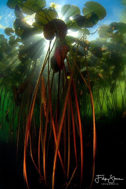 Waterlilies,,Turnhout, Belgium. by Filip Staes 