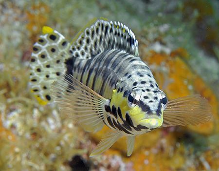 The colorful little Harlequin Bass is one of my favorites... by Jim Chambers 
