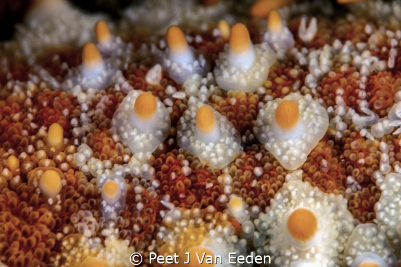 A Closer Look

An ordinary Sea Star by Peet J Van Eeden 