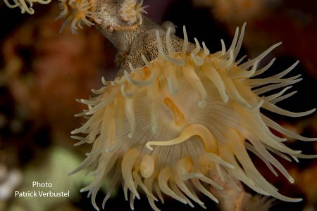 Underwater flower 
 by Patrick Verbustel 