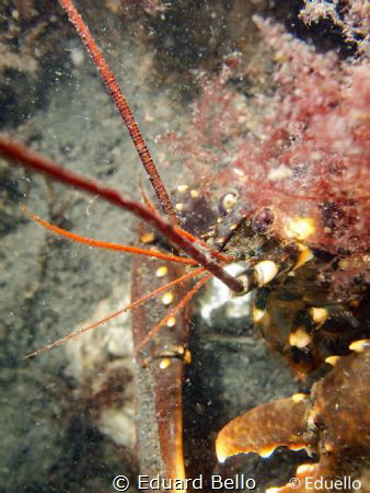 Great lobster by Eduard Bello 