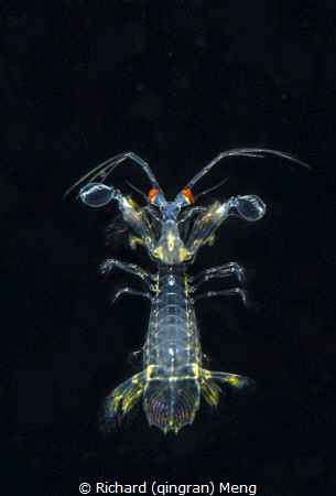 Mantis Baby / My first black water shooting in Anilao, Ph... by Richard (qingran) Meng 