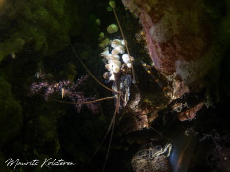 Old man of the sea.
Shrimp with barnacles. by Maurits Kolsteren 