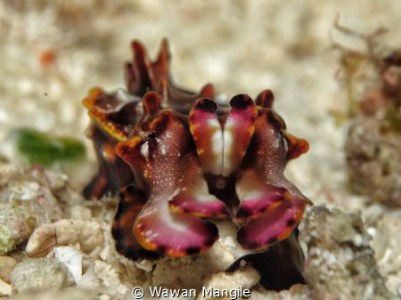 I never seen amazing creature like this, Flamboyan Cuttle... by Wawan Mangile 