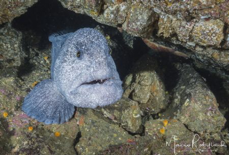 Only a face a mother could love by Mario Robillard 