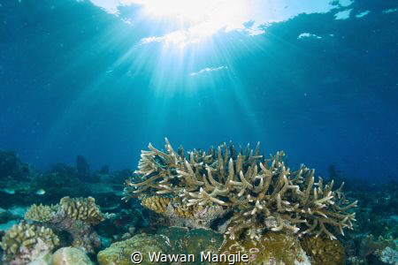 Healthy Coral Reef north of Raja Ampat, Indonesia by Wawan Mangile 
