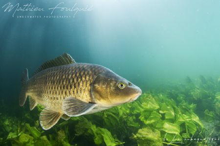 Cyprinus carpio (Lez river) by Mathieu Foulquié 
