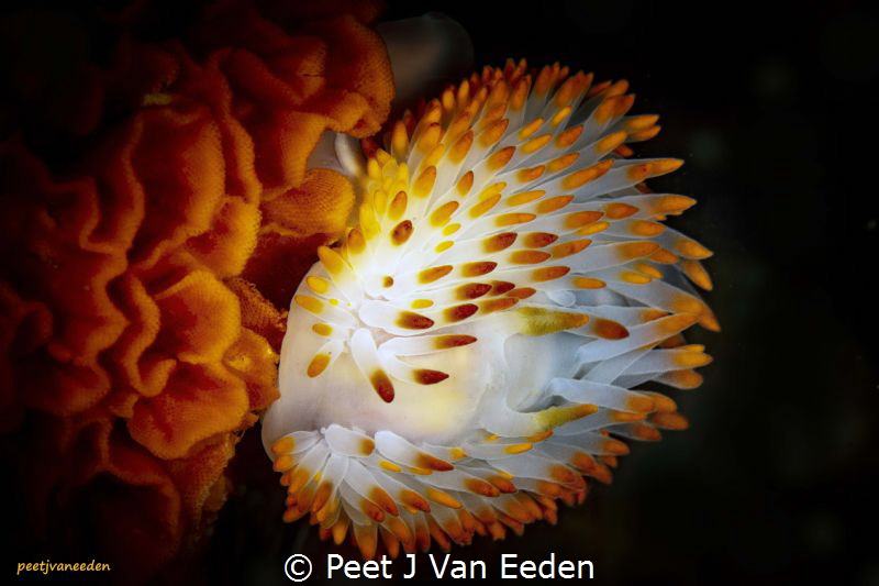 Yellow Gasflame Nudibranch by Peet J Van Eeden 