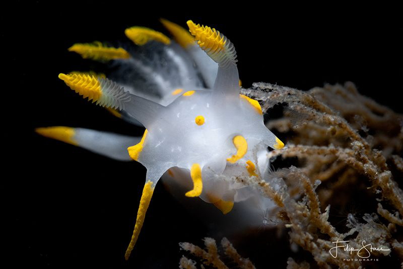 Fourline nudibranch(Polycera quadrilineata), Zeeland, The... by Filip Staes 