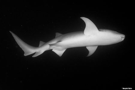 Nurse shark by night. Camera: Nikon D750, Lense: AF-S Nik... by Margriet Tilstra 