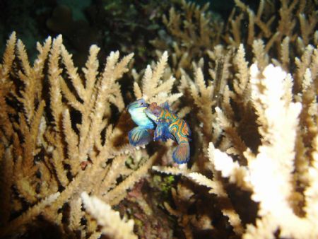 mating mandering off bunaken island in indonisia. by Adam Stark 