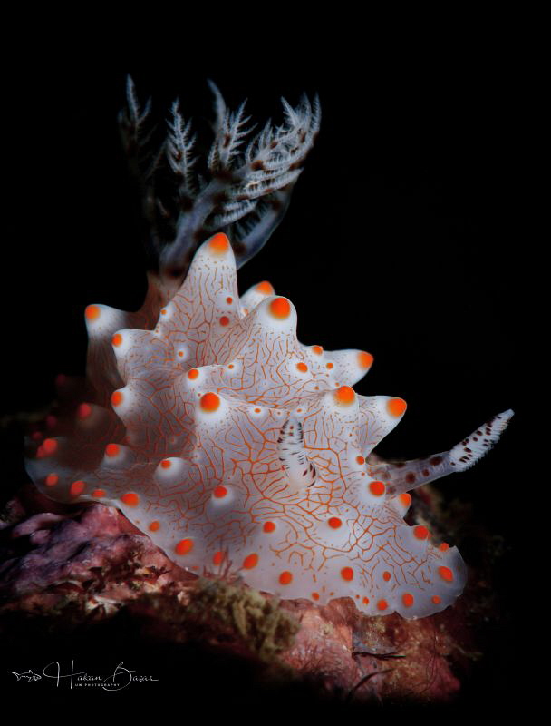 Halgerda batangas by Hakan Basar 