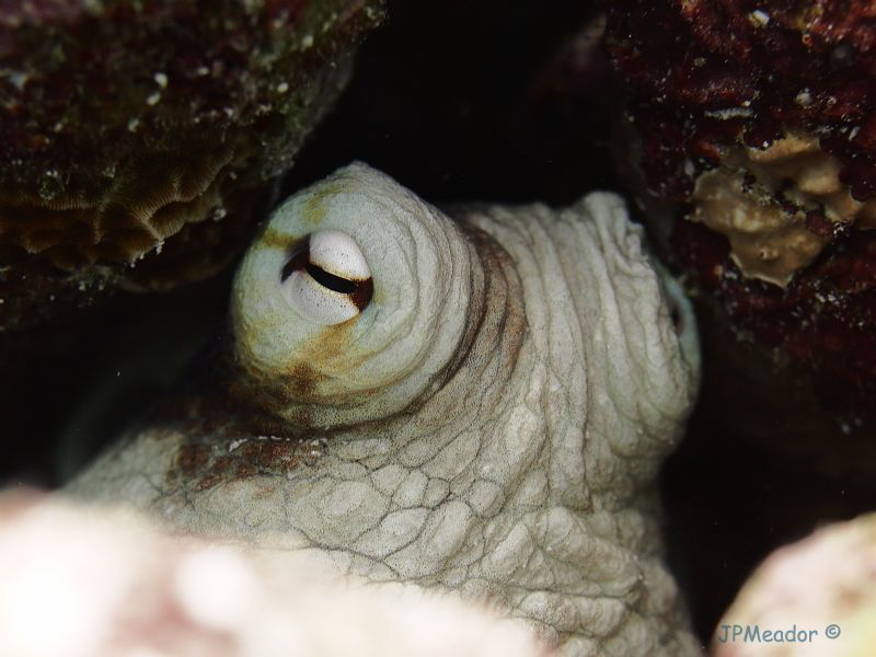 The eyes have it. by Jim Meador 