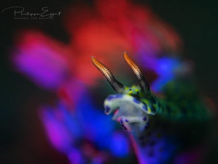 Nudi Travolta
Saturday night fever
No filter - creative... by Philippe Eggert 