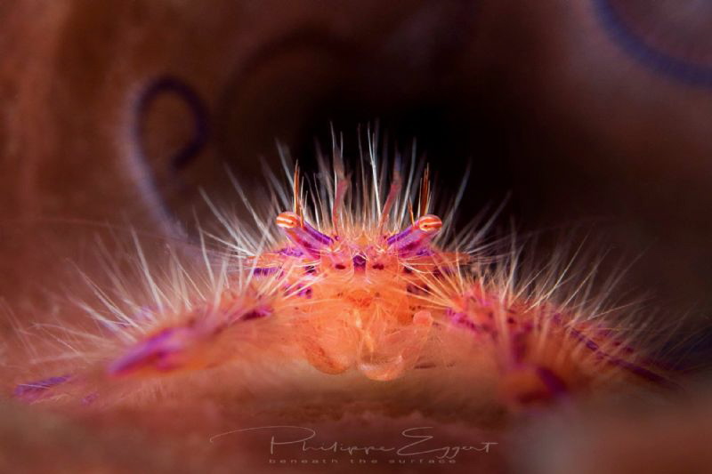 squad lobster by Philippe Eggert 