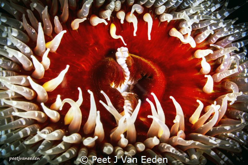 
The Gatekeepers of Gullies

The sandy anemone with it... by Peet J Van Eeden 