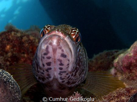 Serranus scriba by Cumhur Gedikoglu 