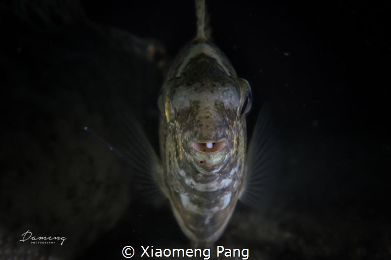 Face to face. by Xiaomeng Pang 