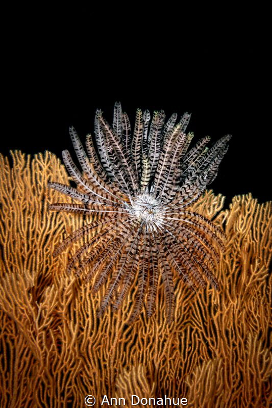 Crinoid on Fan
A wide open crinoid perfectly perched on ... by Ann Donahue 