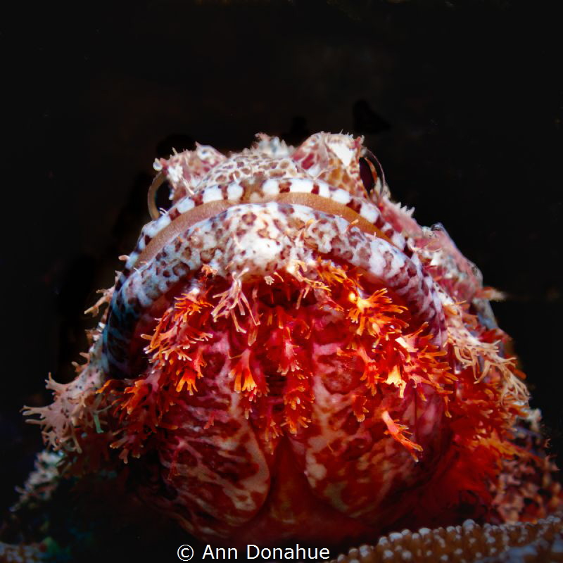 Flaming Beard
A close-up look at a perched bearded scorp... by Ann Donahue 