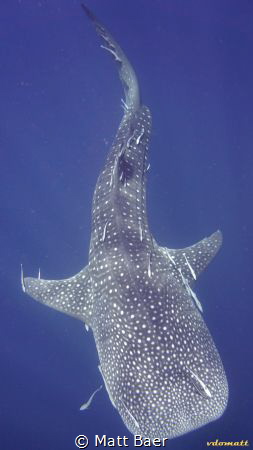 whale shark at Sail Rock, Gulf of Thailand by Matt Baer 