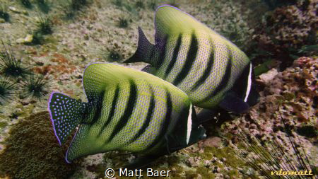 Six banded angelfish - or sixbar angelfish - photographed... by Matt Baer 