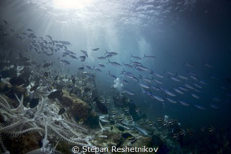 Life goes on... by Stepan Reshetnikov 