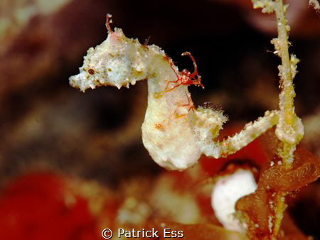 Hippocampus pontohi Romblon by Patrick Ess 