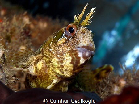 Parablennius gattorugine by Cumhur Gedikoglu 