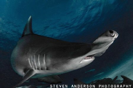 Eye to Eye ....Great Hammerhead Eye is on a pass. Beautif... by Steven Anderson 
