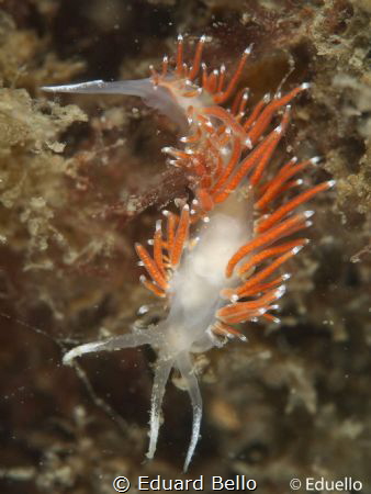 Beautiful common nudibranch. Slanke waaierslak, flabellin... by Eduard Bello 