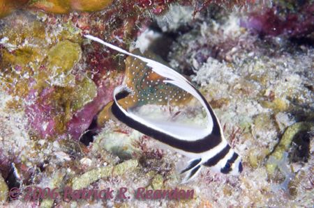 Juvenile spotted drum. D100 with 105mm. by Patrick Reardon 