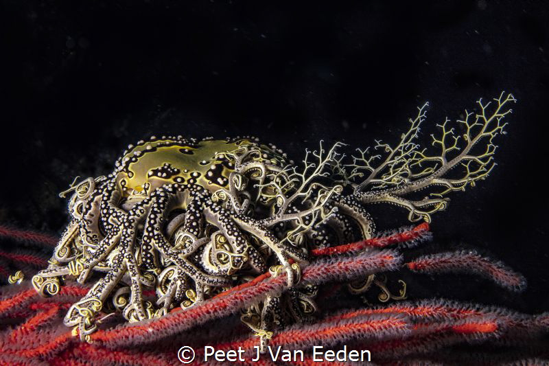 Basket Star Feeding by Peet J Van Eeden 