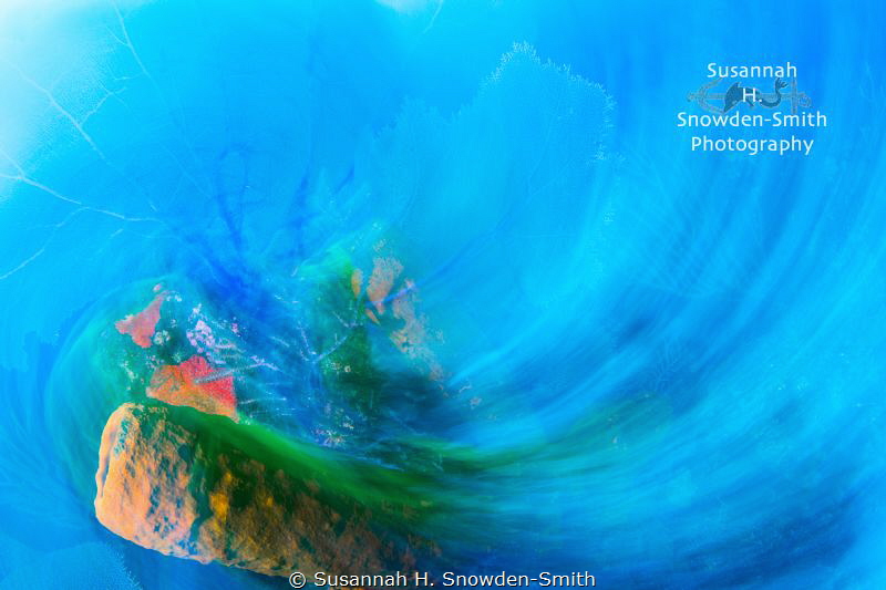 "Sweep And Swirl"

Sponges and gorgonians swirl. I phot... by Susannah H. Snowden-Smith 
