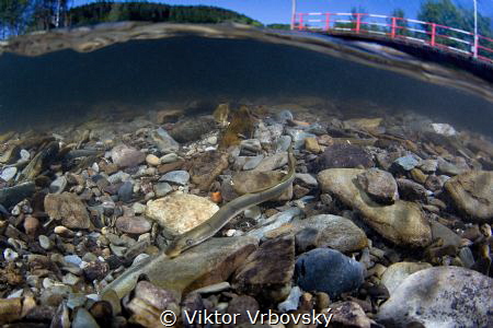 Lampetra planeri - European Brook Lamprey by Viktor Vrbovský 