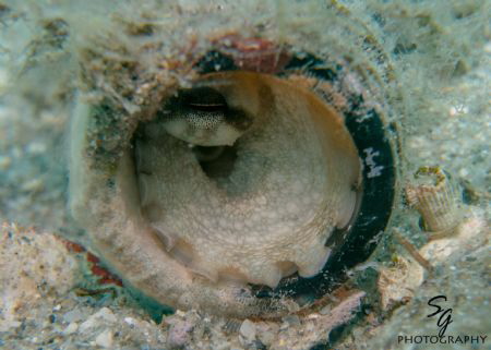 small octopus hiding in the neck of a beer bottle at Blue... by Stacy Groff 