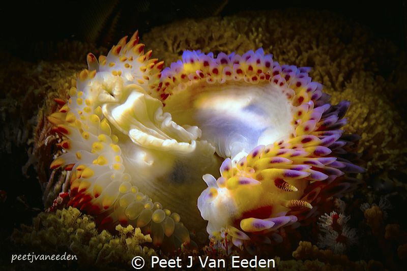 Circle of Love

Two nudibranchs in a mating ritual by Peet J Van Eeden 