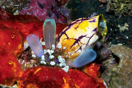 FLOWERS. A group of 3 different species of ascidians foun... by Arthur Telle Thiemann 