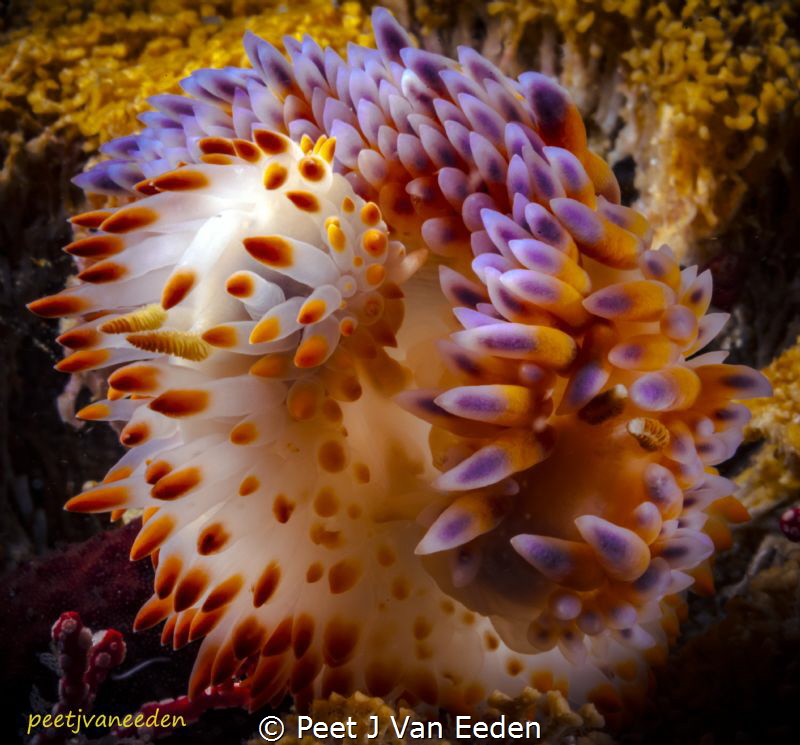 Harmony

Mating ritual of 2 different colored gas flame... by Peet J Van Eeden 