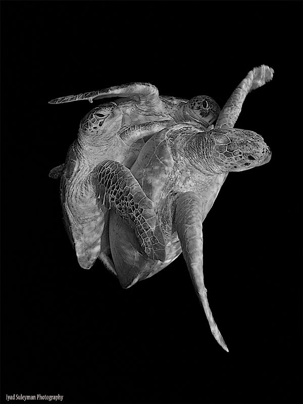 Trio by Iyad Suleyman 