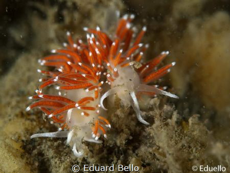 Slanke waaierslak, flabellina glacilis by Eduard Bello 