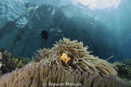 Clown FIsh by Wawan Mangile 