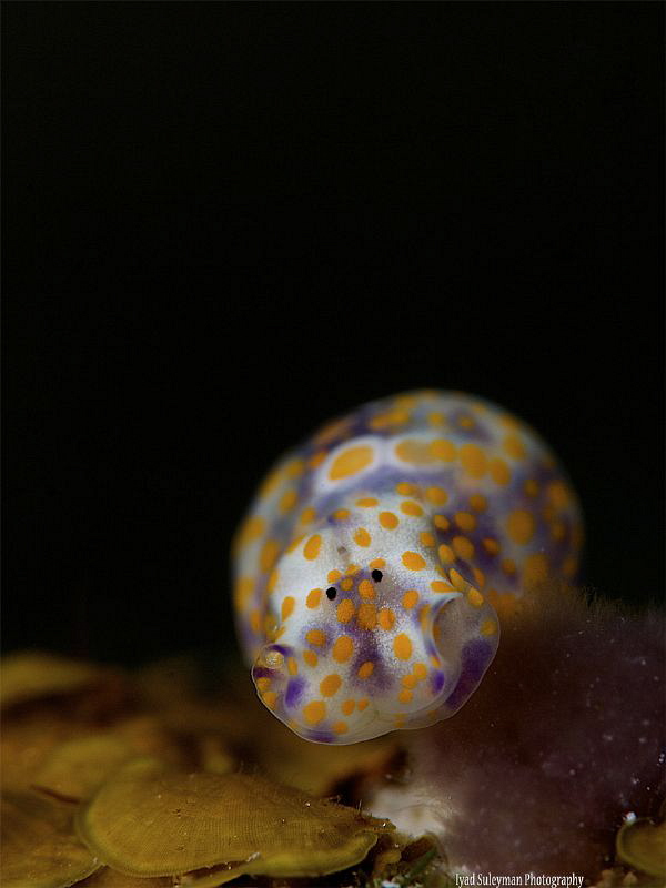 Cute by Iyad Suleyman 
