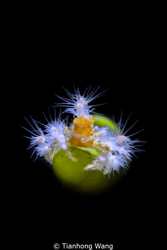 The Queen
Decorator crab by Tianhong Wang 
